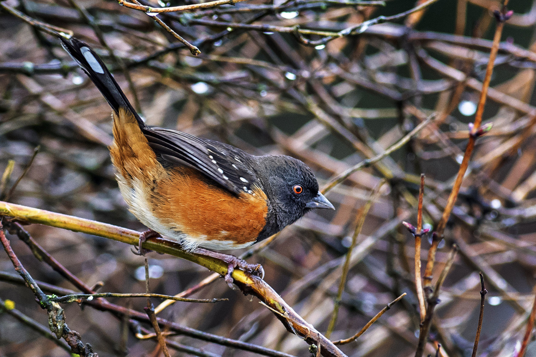 Perched in camouflage